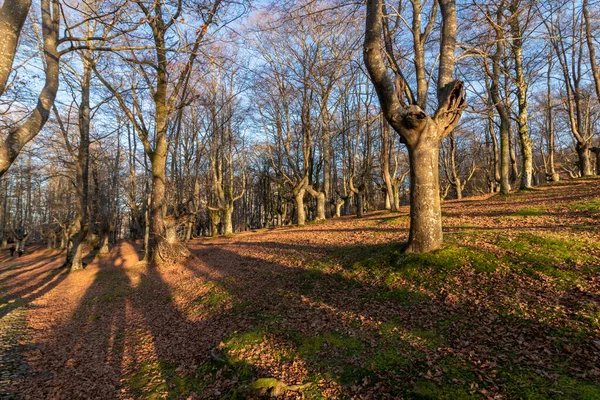 Bosque Hayas Urkiola Norte España Otoño — Foto de Stock