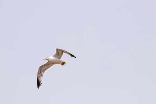 海鸥飞过天空 — 图库照片