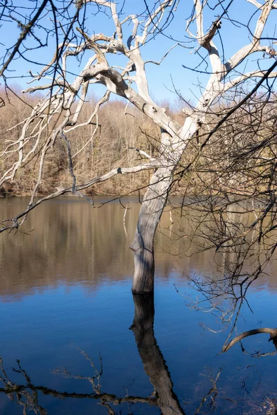 Дерево Озере Зимой Севере Испании — стоковое фото