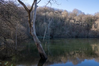 İspanya 'nın kuzeyinde, kışın gölde bir ağaç