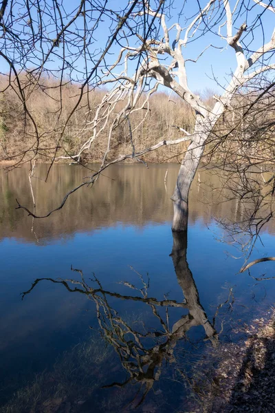 Árvore Lago Inverno Norte Espanha — Fotografia de Stock