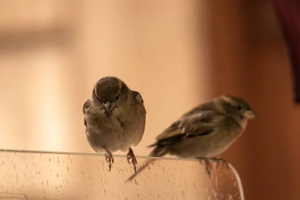 Two Sparrows Glass Bar — Stock Photo, Image