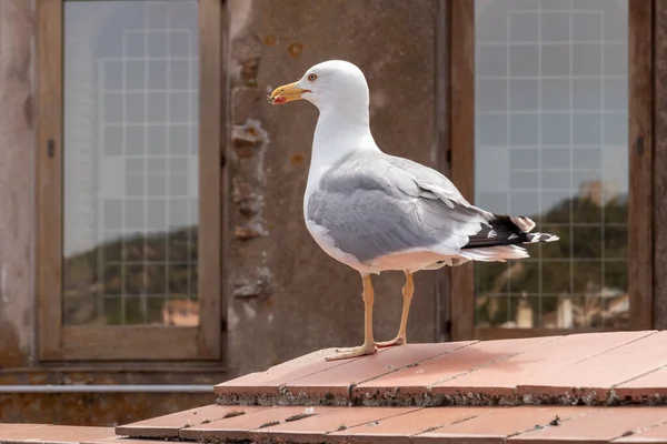 Mouette Sur Toit — Photo