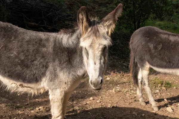 Donkey Nature Looking Camera — Stock Photo, Image