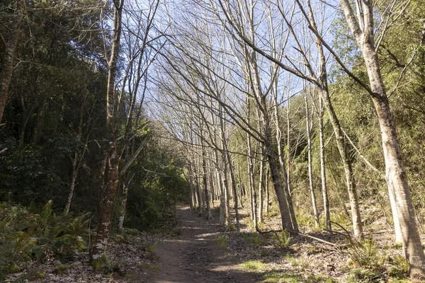 Estrada Terra Através Floresta País Basco — Fotografia de Stock