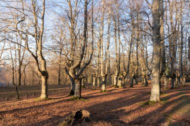 Bask bölgesindeki kayın ormanları Vizcaya eyaletinin Urkiola Dağı 'nda.