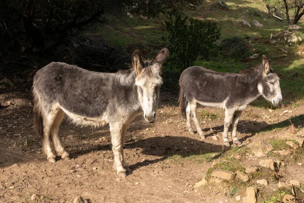 Donkey Nature Looking Camera — Stock Photo, Image