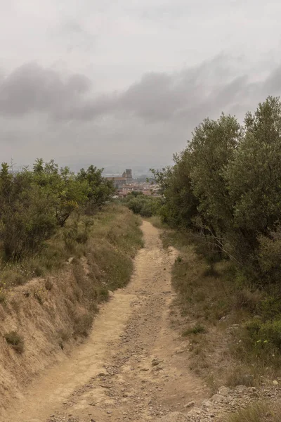 Olijfplantage Aan Costa Brava Torroella Montgri Een Bewolkte Dag — Stockfoto