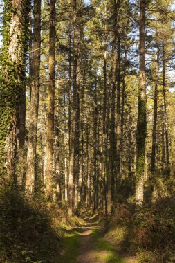 Bask ülkesinin ormanlarındaki çam ağaçları arasındaki patika