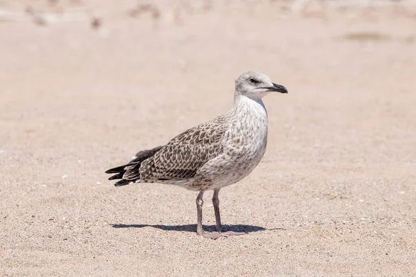 Jeune Mouette Poussin Vient Quitter Nid — Photo