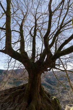 Yapraksız büyük kayın ağacı Bask ülkesinin dağlarında bir kış günü