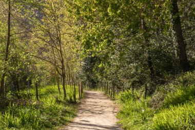Bask bölgesindeki ormanın içinden geçen toprak yol.