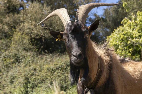 Male Goat Looking Challenged Camera — Stock Photo, Image