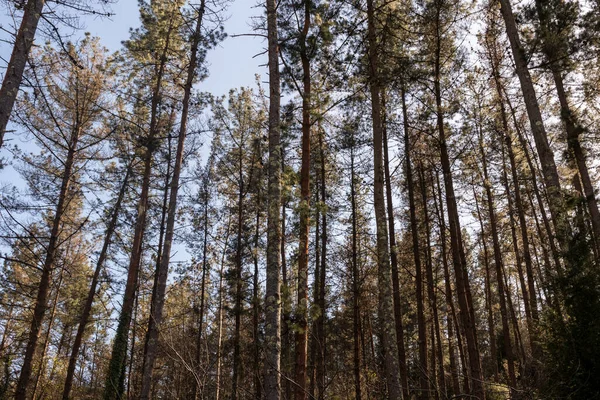 Bask Ülkesindeki Çam Ormanı — Stok fotoğraf