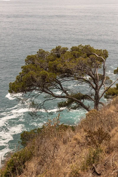 Baum Der Costa Brava Der Stadt Der Rosen Meer — Stockfoto