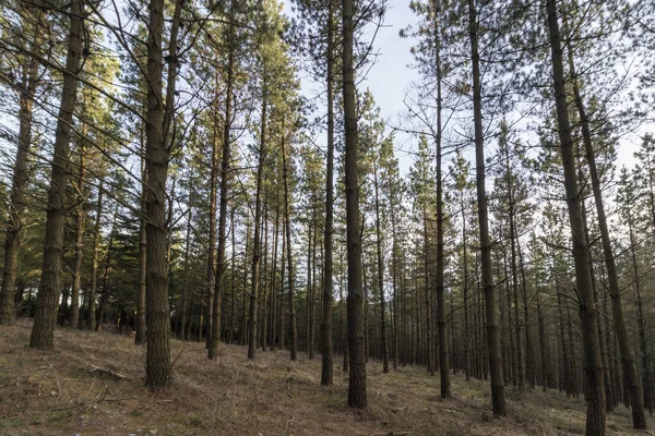 Bask Ülkesinin Dağlarındaki Çam Ormanı — Stok fotoğraf