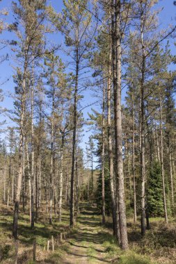 Bask ülkesinin ormanlarındaki çam ağaçları arasındaki patika