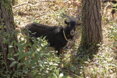 Ağaçların arasındaki çalılıkta kameraya bakan keçi