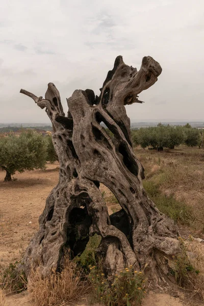 Туловище Мертвого Оливкового Дерева Коста Брава — стоковое фото