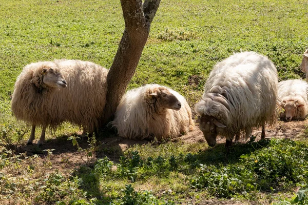 Group Sheep Resting Shade Tree — Stock Photo, Image