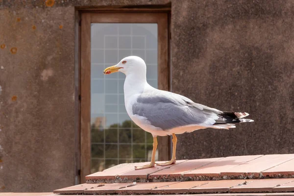 Mouette Sur Toit — Photo