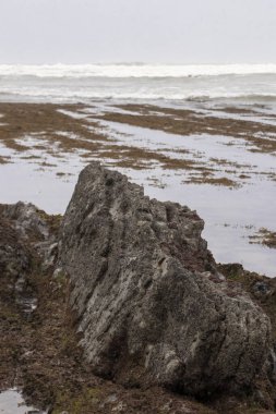 Bask bölgesindeki Cantabrian Denizi kıyısında yosunlu kayalar