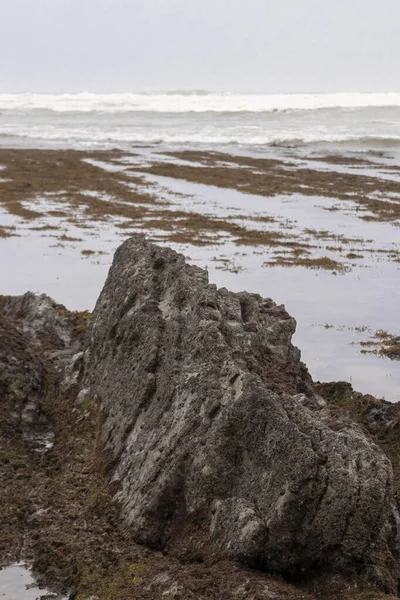 Bask bölgesindeki Cantabrian Denizi kıyısında yosunlu kayalar