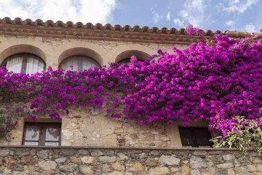 Yazın çiçekli dostların evi.