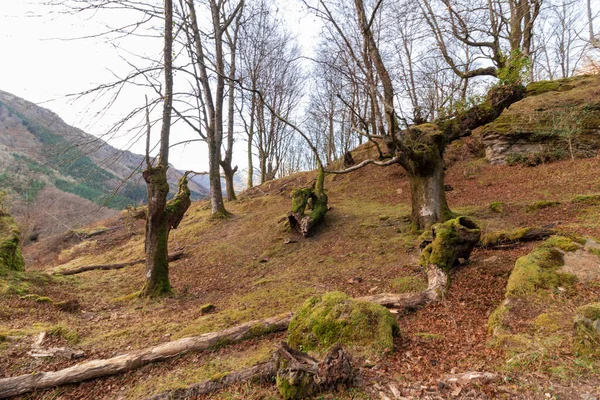 Beeches Gorbea Leaves Winter — стоковое фото