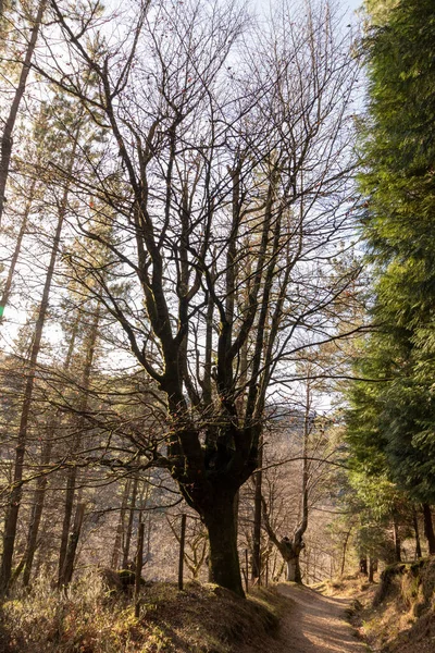 Kışın Yapraksız Kayın Ağacı Bask Ülkesindeki Gorbea Doğal Parkında — Stok fotoğraf