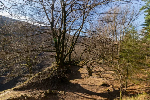 Buk Bez Listí Zimě Přírodním Parku Gorbea Baskicku — Stock fotografie