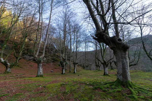 Bare Beeches Gorbea Mountains Vizcaya — 스톡 사진
