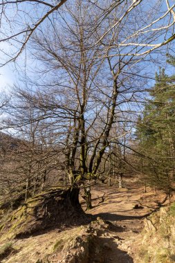 Bir kış günü, Urkiola doğal parkında kayın ağaçları arasındaki patika.