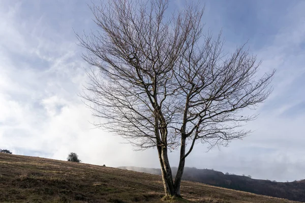 Solitérní Holý Strom Hoře Baskicku Zimě — Stock fotografie