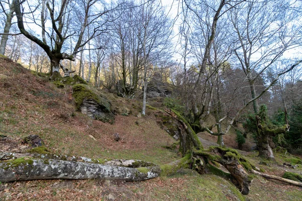 Floresta Faia País Basco Dia Inverno — Fotografia de Stock