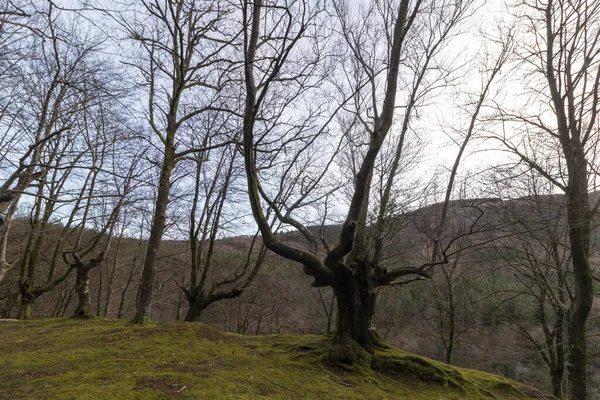 Vezaya Dağlarındaki Gorbea Çıplak Kayın Ağaçları — Stok fotoğraf