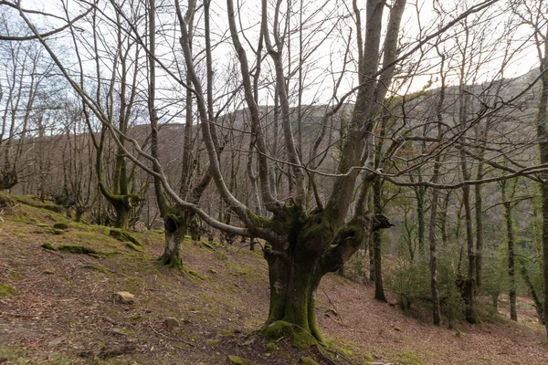 Bukový Les Bez Listí Zimě Baskicku — Stock fotografie
