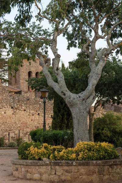 olive tree in a square in the medieval town of pals on the costa brava