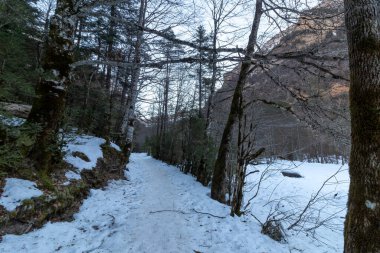 snowy path between trees in the ordesa national park in the pyrenees
