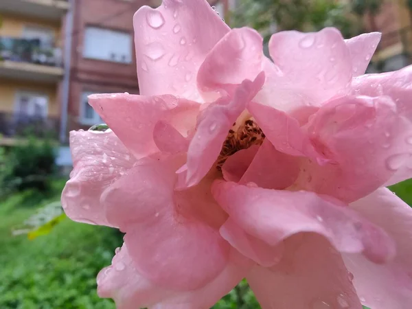 Pink Flower Raindrops Urban Garden — стоковое фото