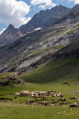 Fransız pirenelerinde sığır sürüsü