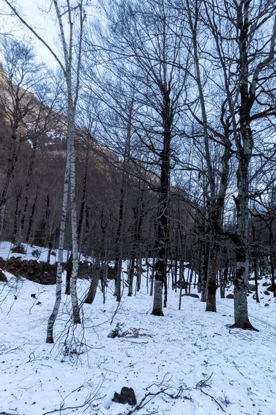 Snowy Path Trees Ordesa National Park Spanish Pyrenees — Photo