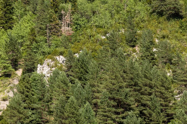 Spanya Daki Orman Ordesa Daki Orman Pireneler Deki Monte Perdido — Stok fotoğraf