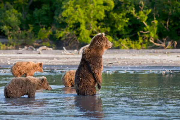 Bear with bear cubs