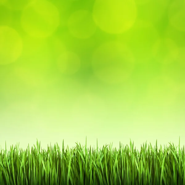 Trawa na zielonym tle — Zdjęcie stockowe