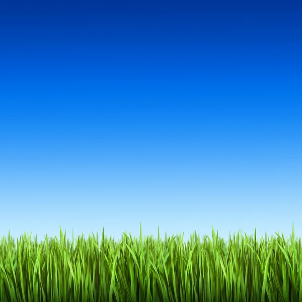 Grass on the background of blue sky — Stock Photo, Image