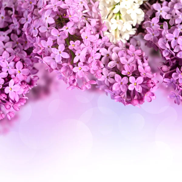 Branches of lilac — Stock Photo, Image