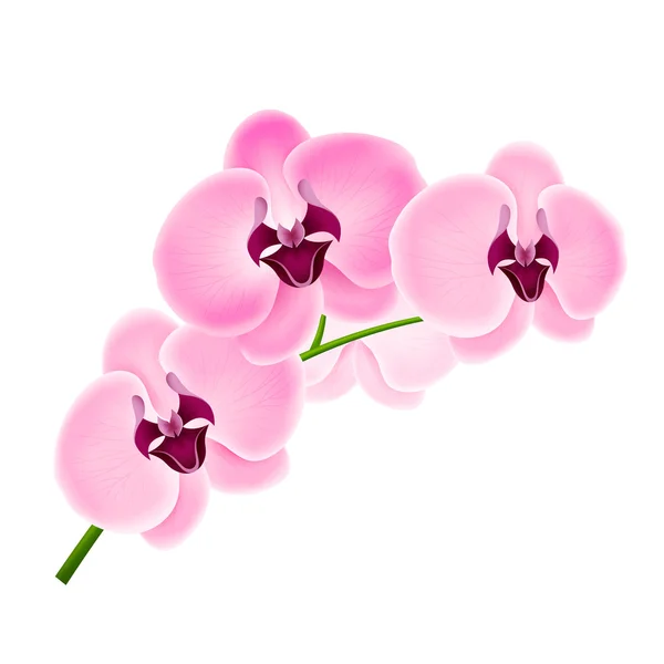 Orquídeas de ramos —  Vetores de Stock