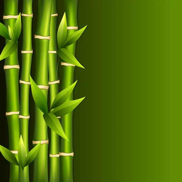 Green bamboo — Stock Vector