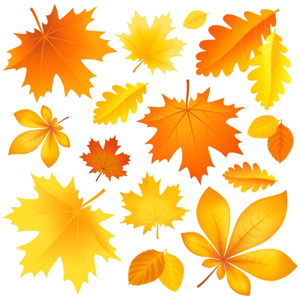 Set autumn leaves — Stock Vector